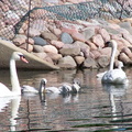 birds 2004-06-25 03e