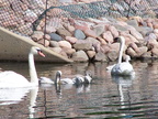 birds 2004-06-25 03e