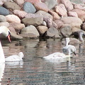 birds 2004-06-25 07e