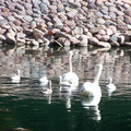 birds 2004-06-25 08e