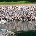 birds 2004-06-25 11e