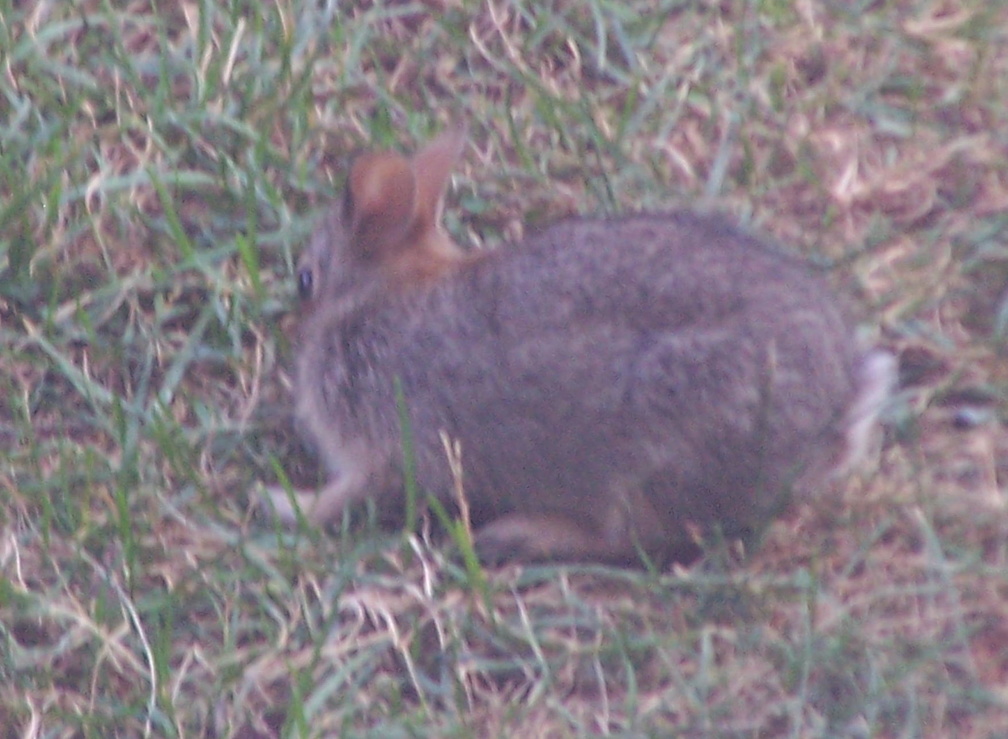 rabbit 2005-07-07 4e.jpg