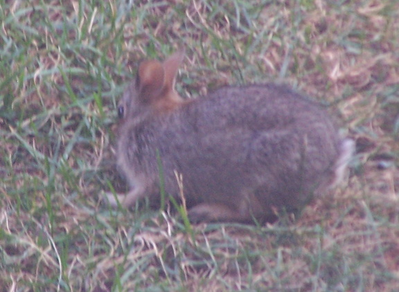 rabbit 2005-07-07 4e