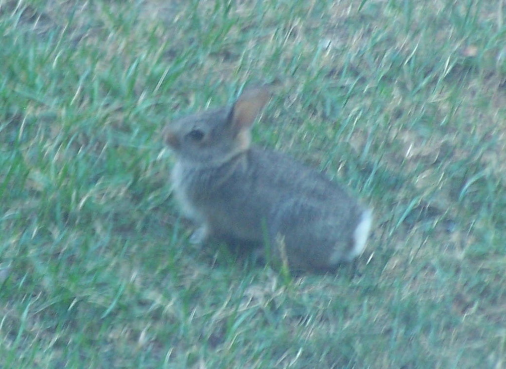 rabbit 2005-07-07 5e.jpg