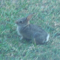 rabbit 2005-07-07 5e