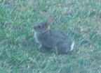 rabbit 2005-07-07 5e