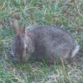 rabbit 2005-07-07 7e