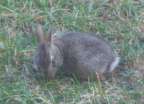rabbit 2005-07-07 7e