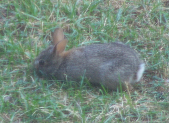 rabbit 2005-07-07 6e