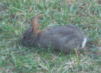 rabbit 2005-07-07 6e