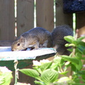 squirrel 2005-07-02 5e