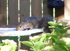 squirrel 2005-07-02 5e