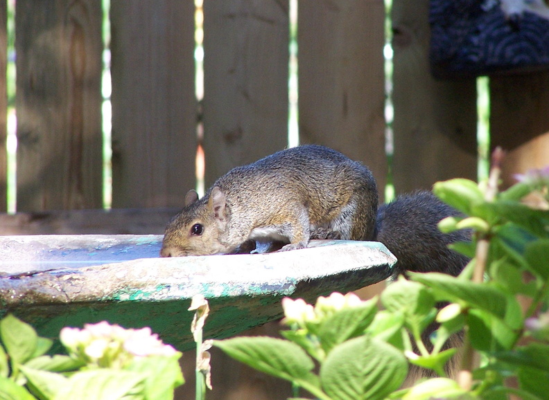 squirrel 2005-07-02 7e
