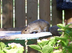 squirrel 2005-07-02 7e