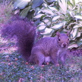 squirrel 2005-07-02 9e