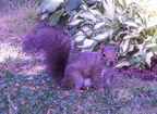 squirrel 2005-07-02 9e