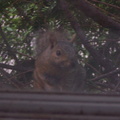 squirrel 2005-07-12 1e