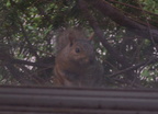 squirrel 2005-07-12 1e