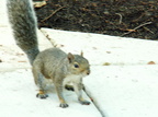 squirrel 2005-09-17 01e