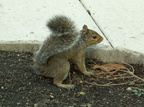 squirrel 2005-09-17 02e