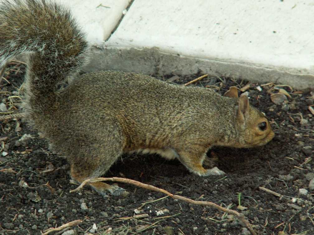 squirrel 2005-09-17 03e.jpg