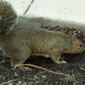 squirrel 2005-09-17 03e