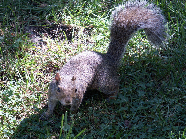 squirrel 2005-09-17 04e