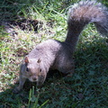 squirrel 2005-09-17 04e