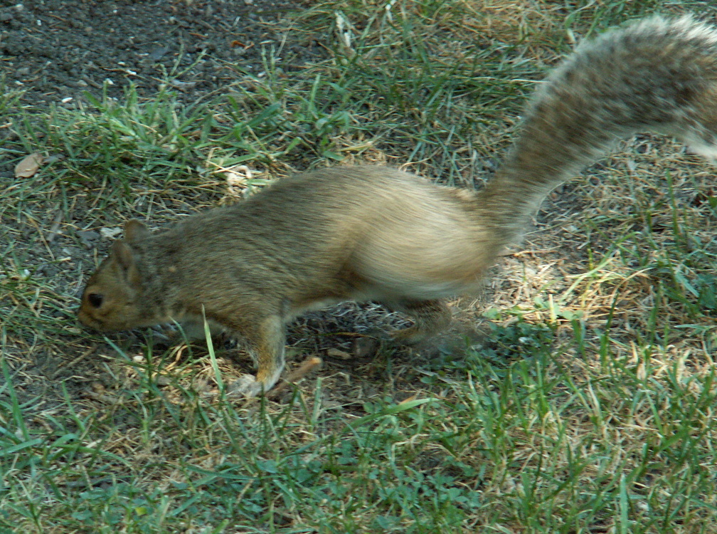 squirrel 2005-09-17 05e.jpg