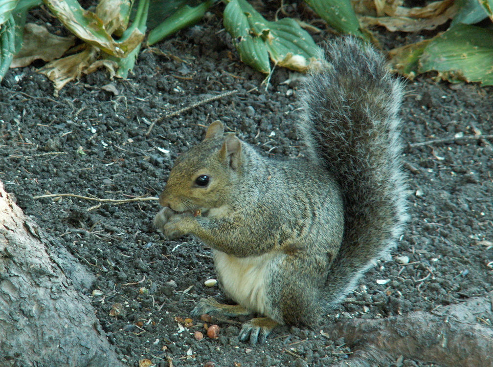 squirrel 2005-09-17 07e.jpg