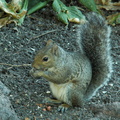 squirrel 2005-09-17 07e