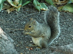 squirrel 2005-09-17 07e