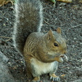 squirrel 2005-09-17 09e