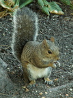 squirrel 2005-09-17 09e
