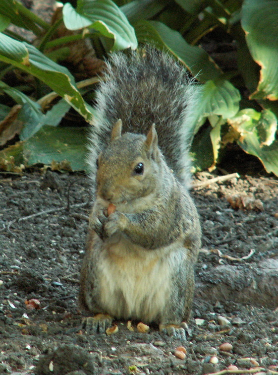 squirrel 2005-09-17 10e.jpg