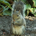 squirrel 2005-09-17 10e