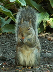 squirrel 2005-09-17 11e