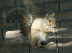 squirrel 2005-09-17 14e