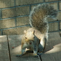 squirrel 2005-09-17 15e