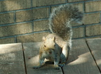squirrel 2005-09-17 15e