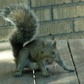squirrel 2005-09-17 18e