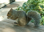 squirrel 2005-09-17 17e