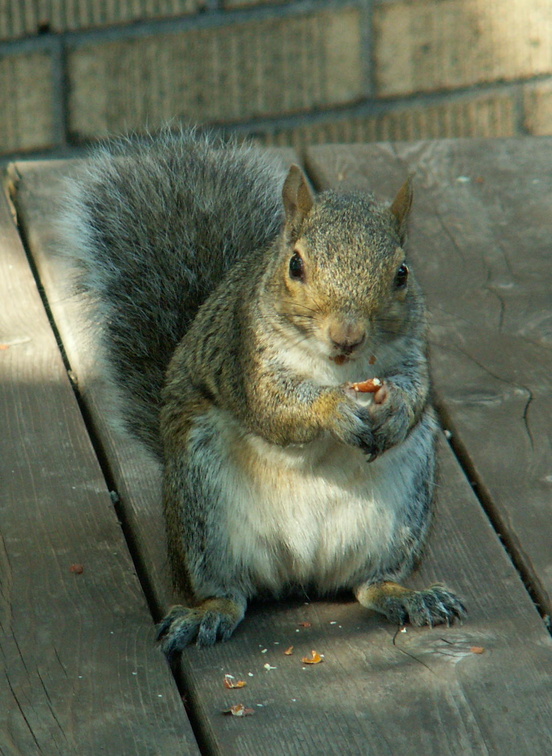 squirrel 2005-09-17 22e
