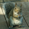squirrel 2005-09-17 22e.jpg