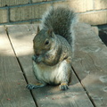 squirrel 2005-09-17 23e