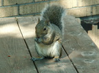 squirrel 2005-09-17 23e