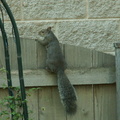 squirrel 2005-09-17 24e
