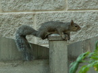 squirrel 2005-09-17 26e