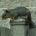 squirrel 2005-09-17 28e