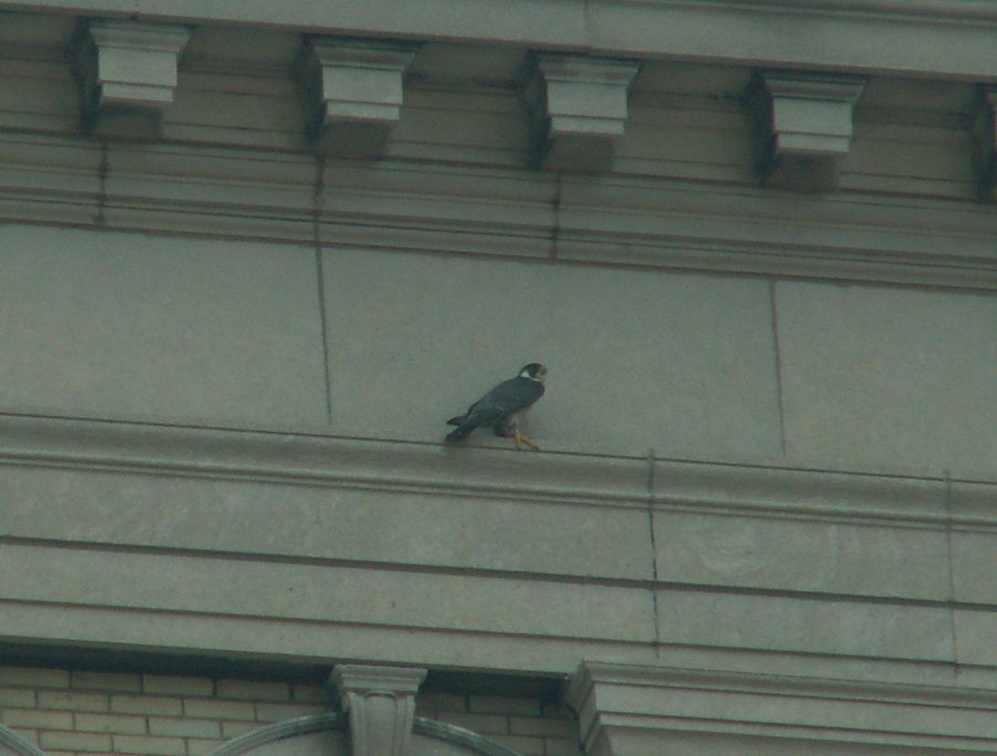 akron falcons 2006-05-30 01e.jpg
